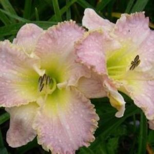 Meet your Posher, Gail